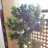Silviahappyflower